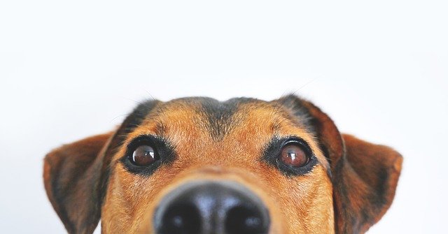 Comment adopter un animal ?