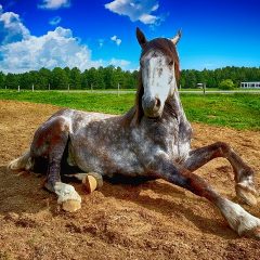 Comment entraîner un cheval