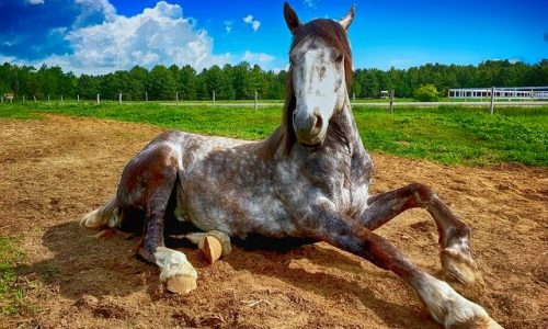 Comment entraîner un cheval