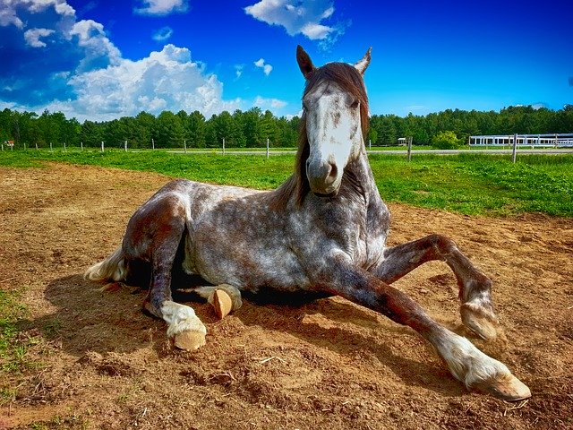 Comment entraîner un cheval