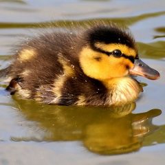 Que donner à manger aux canards ?