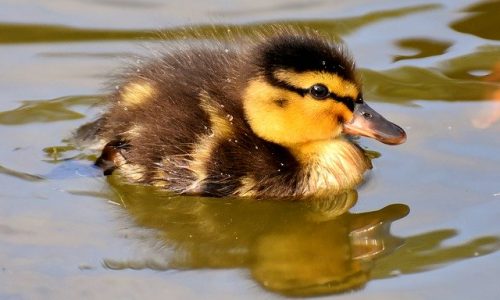 Que donner à manger aux canards ?