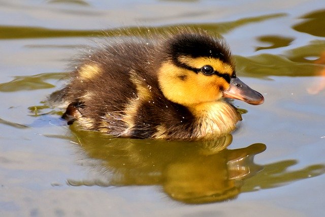 Que donner à manger aux canards ?