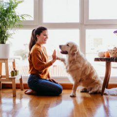 Comment occuper son chien quand on est au travail ?