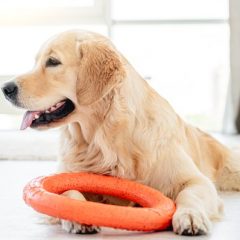 Avec quels types de jouets les chiens aiment jouer ?