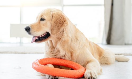 Avec quels types de jouets les chiens aiment jouer ?