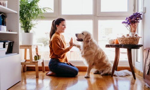 Comment occuper son chien quand on est au travail ?