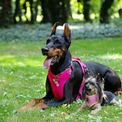 Comment choisir un harnais pour chien ?