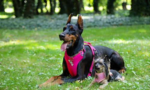 Comment choisir un harnais pour chien ?