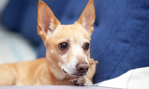 Quelle assurance pour un chien dangereux ?