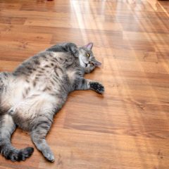 Comment faire bouger un chat obèse ?