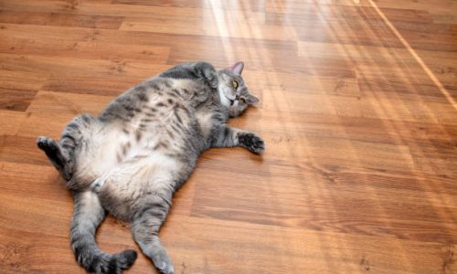 Comment faire bouger un chat obèse ?