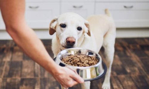 Comment rassasier mon chien ?