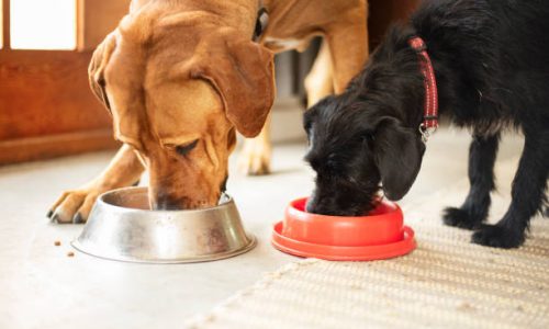 Quel aliment attire le plus les chiens ?