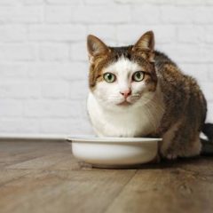 Quelles croquettes pour chats séniors et âgés ?