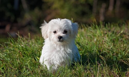 150 idées d’accessoires pratiques et originaux pour votre chien