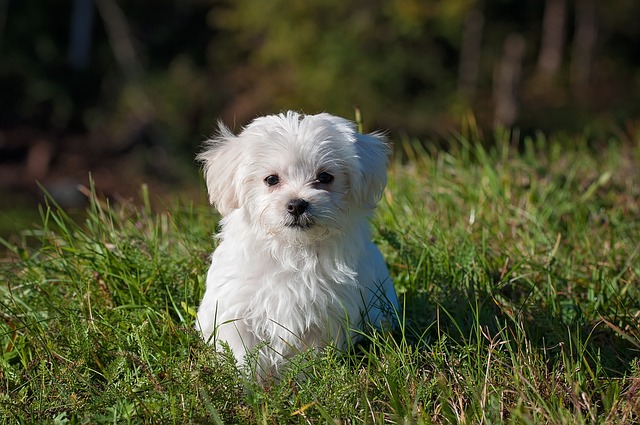 150 idées d’accessoires pratiques et originaux pour votre chien