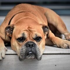 La sécurité avant tout : l’importance d’un collier lumineux pour chien lors des promenades nocturnes