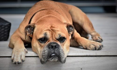 La sécurité avant tout : l’importance d’un collier lumineux pour chien lors des promenades nocturnes