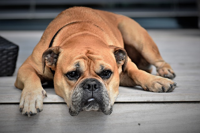 La sécurité avant tout : l’importance d’un collier lumineux pour chien lors des promenades nocturnes