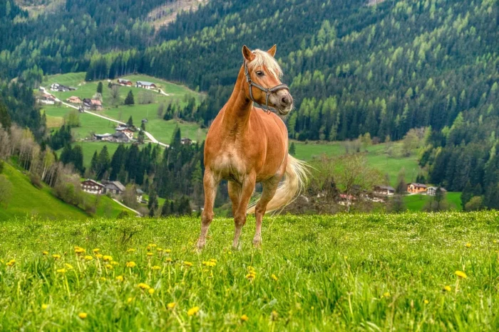 Tout savoir sur le Bravolen Bridle, un filet pensé pour les sensibles