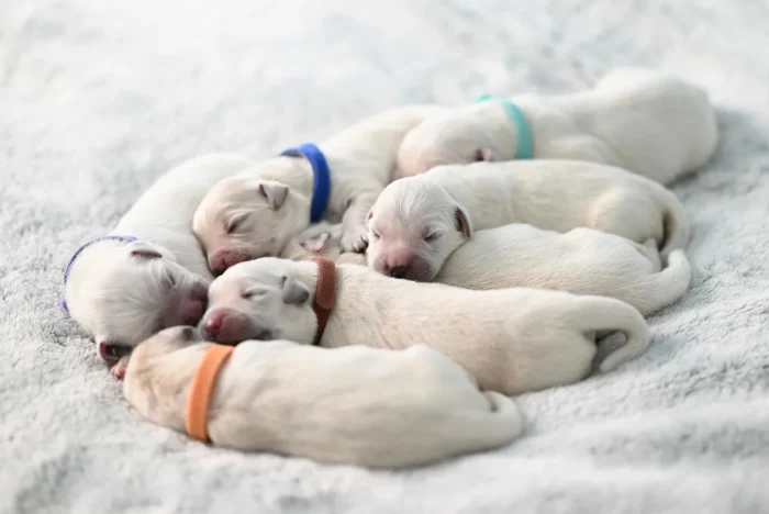 Éduquer son chien : étapes clés pour un compagnon heureux