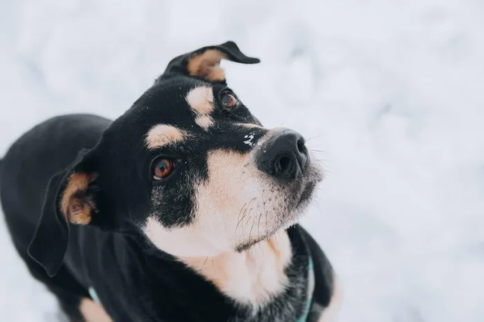 6 façons d'éduquer votre chien en toute sérénité et bienveillance