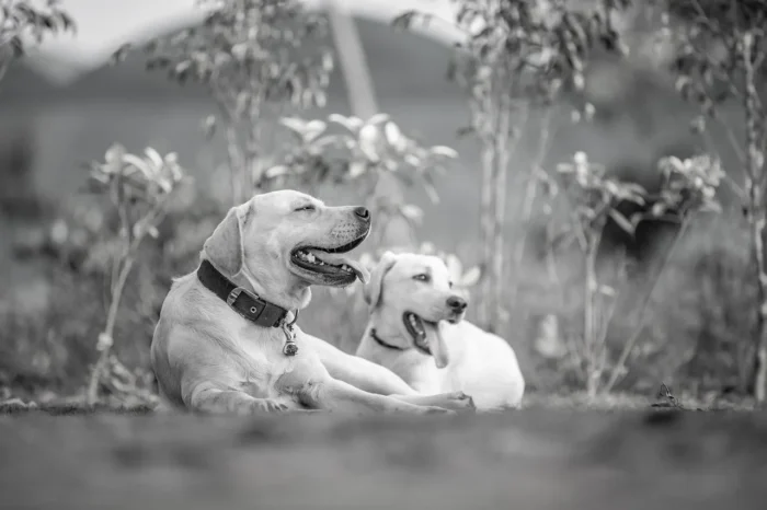 Comment bien éduquer son chien à Deauville ?
