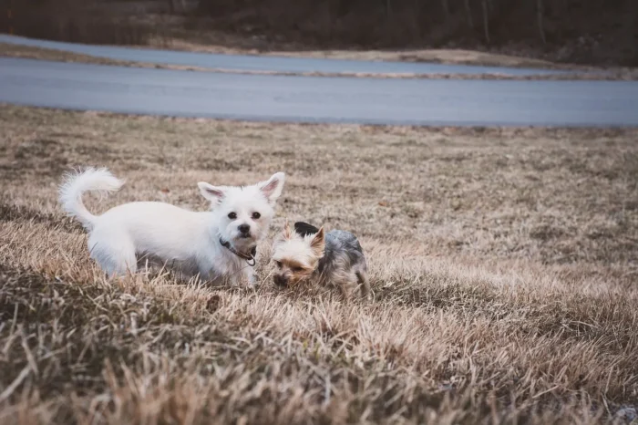Guide pratique pour éduquer votre chien en 5 étapes
