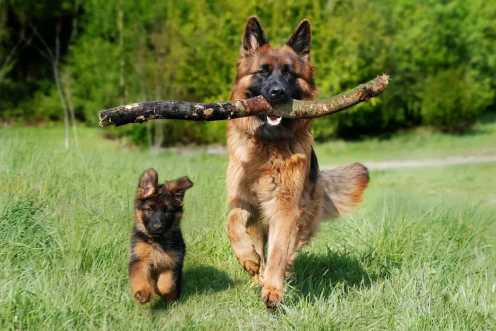 Découvrir la Méthode Calmori : une approche progressive contre l&rsquo;angoisse canine